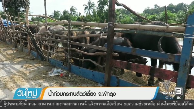 น้ำท่วมกระทบสัตว์เลี้ยง จ.พัทลุง