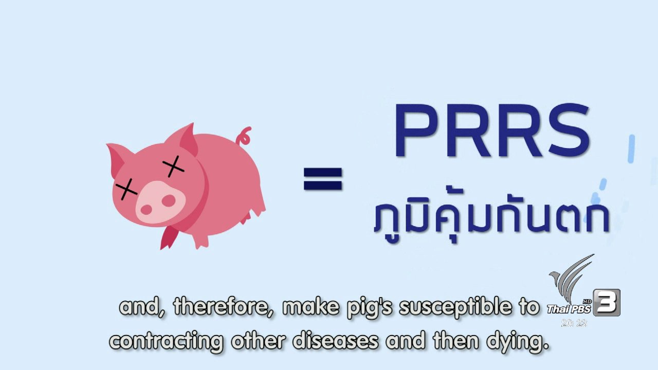 ข่าวค่ำ มิติใหม่ทั่วไทย - soเชี่ยว FAKE or FACT : ห้ามกินหมูและไก่ เนื่องจากเป็นเอดส์หมูหรือเอดส์ไก่ จริงหรือไม่