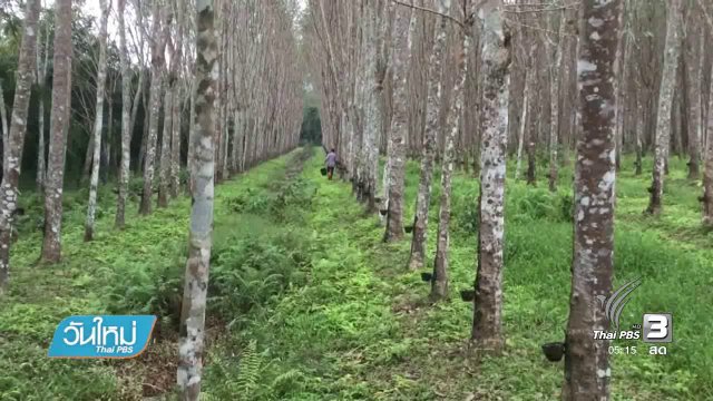 นักข่าวพลเมืองไทยนครศรีธรรมราชสำรวจผลกระทบชาวสวนยางพารา