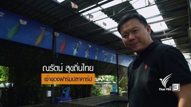 เลี้ยงปลาคาร์ป