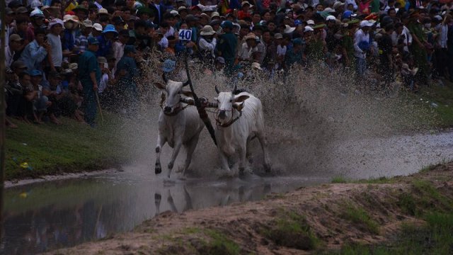 วิ่งวัวแห่งชาติกสิกรรม