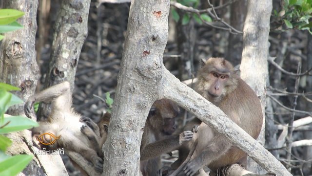 มีเล มีลิง