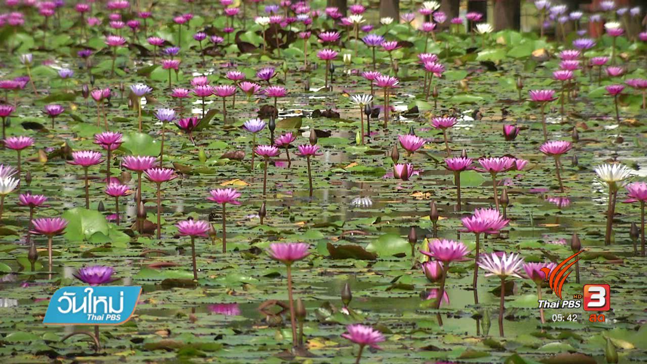 วันใหม่ ไทยพีบีเอส - อุทยานบัวเฉลิมพระเกียรติ ม.เกษตรศาสตร์ จ.สกลนคร