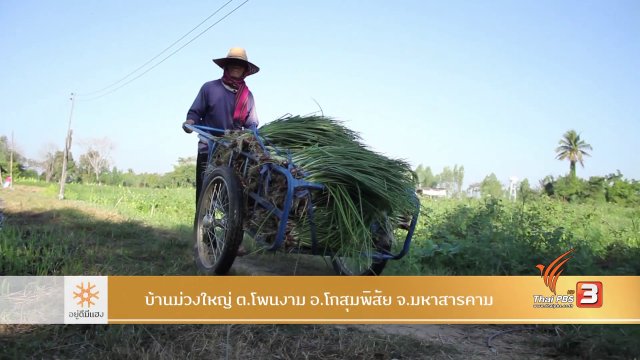 เกษตรปลอดภัย ม่วงใหญ่กินยาว​