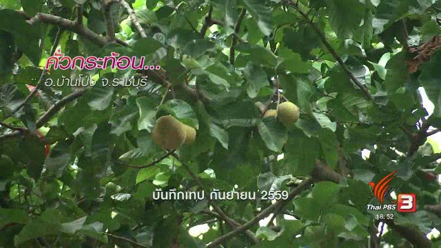 ตะลุยทั่วไทย : คั่วกระท้อน อ.บ้านโป่ง จ.ราชบุรี