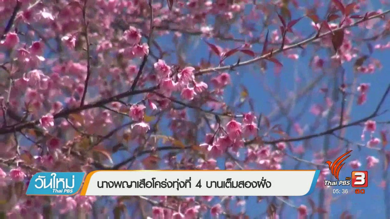 วันใหม่ ไทยพีบีเอส - นางพญาเสือโคร่งทุ่งที่ 4 บานเต็มสองฝั่ง