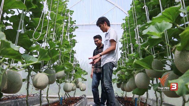 เกษตรข้างบ้าน : พนักงานประจำกับฟาร์มเมล่อน