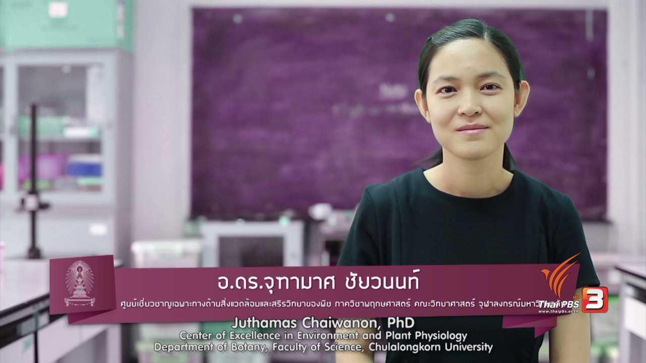 ข่าวค่ำ มิติใหม่ทั่วไทย - soเชี่ยว FAKE or FACT : พืชรู้สึกเจ็บปวดและส่งเสียงร้องได้จริงหรือไม่