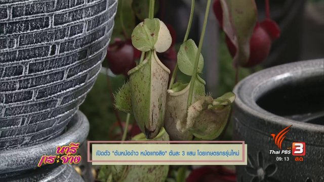 เปิดตัว "ต้นหม้อข้าวหม้อแกงลิง" ต้นละ 3 แสน