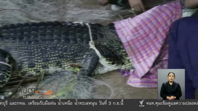 จับจระเข้ จ.ภูเก็ตได้แล้ว