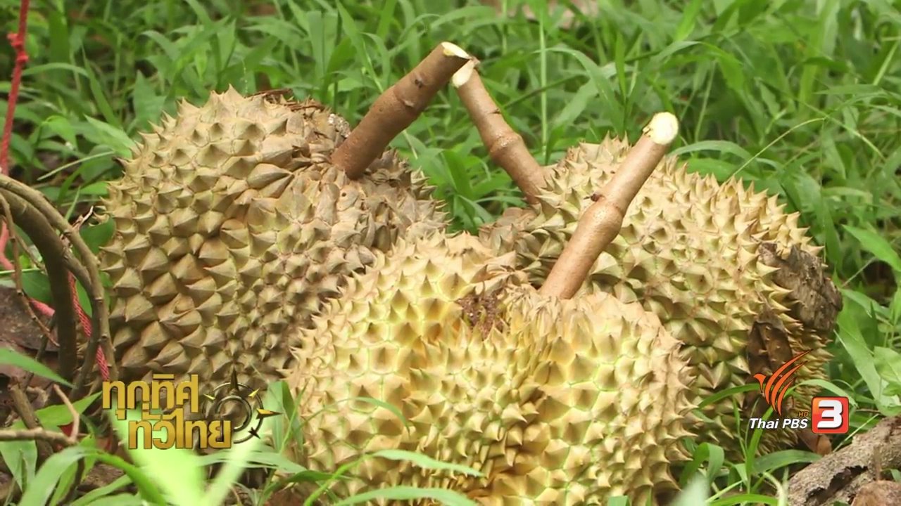 ทุกทิศทั่วไทย - วิถีทั่วไทย : อาหารพื้นบ้านโบราณจากทุเรียน