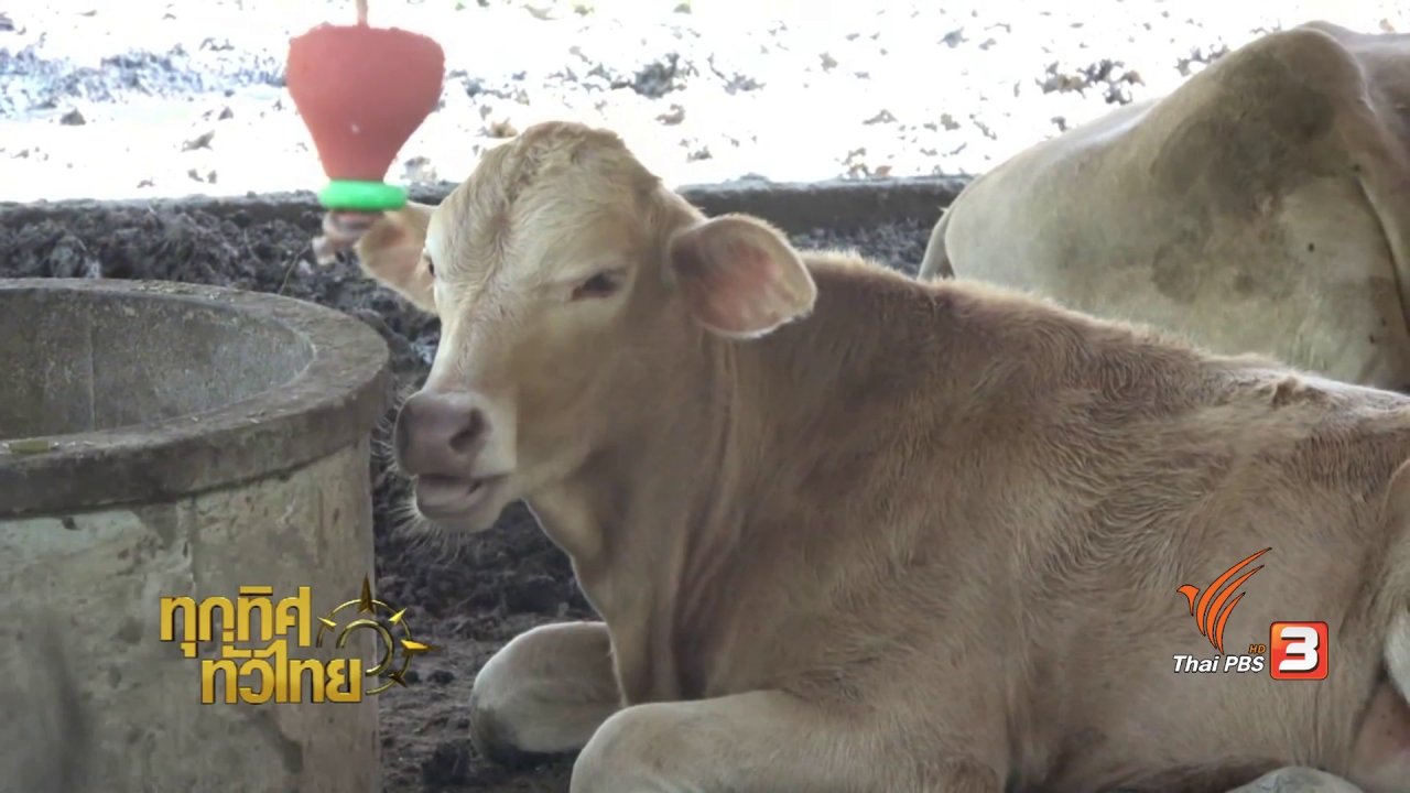 ทุกทิศทั่วไทย - อาชีพทั่วไทย : นวัตกรรมอาหารวัว
