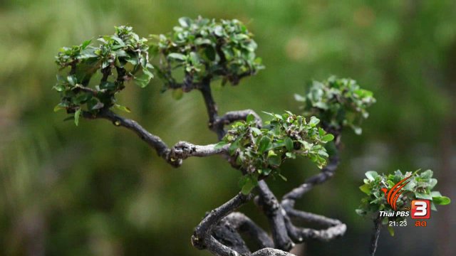 เขามอและไม้ดัดศิลปะประดับพระเมรุมาศ