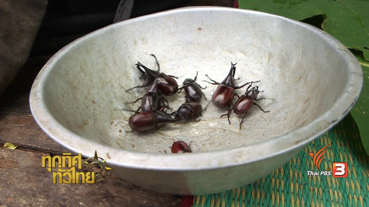 ทุกทิศทั่วไทย - วิถีทั่วไทย : อาหารพื้นบ้านจาก "ด้วงกว่าง"