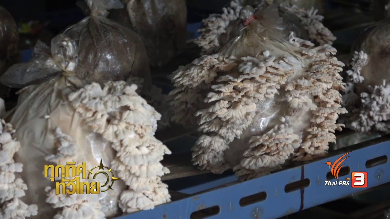 ทุกทิศทั่วไทย - อาชีพทั่วไทย : การเพาะเห็ดแครงอินทรีย์