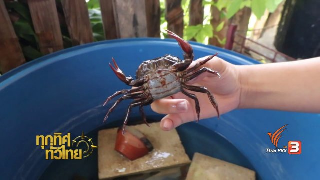 วิถีทั่วไทย : เลี้ยงปูนาขาย