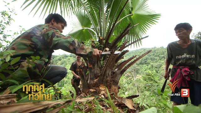 วิถีทั่วไทย : อาหารพื้นบ้านจากต้นคร้อ