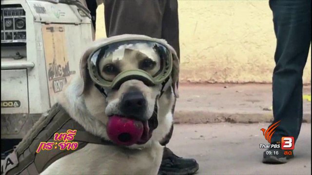 นารีสนทนา : กู้ภัยสี่ขากับแผ่นดินไหวเม็กซิโก