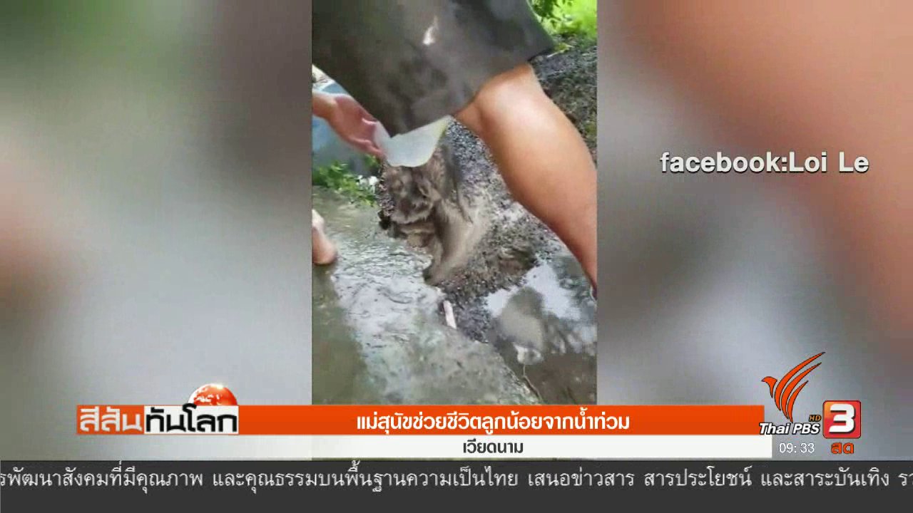 สีสันทันโลก - แม่สุนัขช่วยชีวิตลูกน้อยจากน้ำท่วม