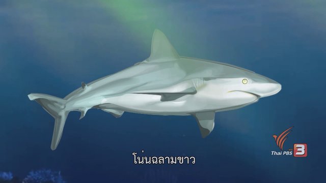 ฉลามคลั่ง