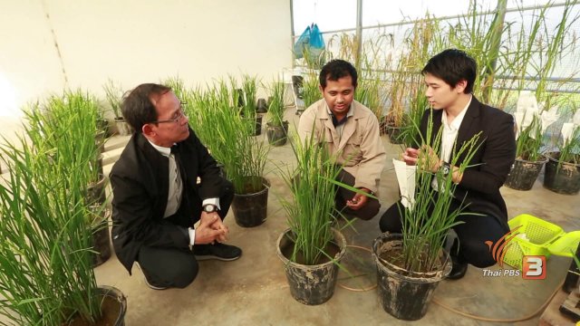 ปรับปรุง DNA พันธุ์ข้าว