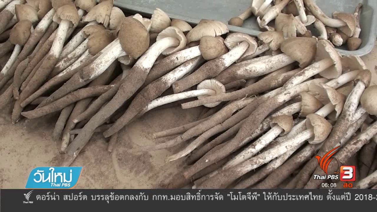 วันใหม่ ไทยพีบีเอส - ยโสธรชาวบ้านรวมกลุ่มทำเห็ดโดคนอัดกระป๋องส่งขาย