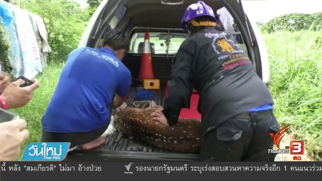 กู้ภัยช่วยกวางดาว ตกคลองท่อทองแดง จ.กำแพงเพชร