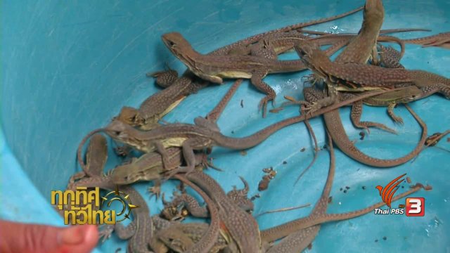 วิถีทั่วไทย : อาหารพื้นบ้านที่ทำจากแย้