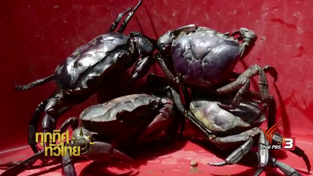 อาชีพทั่วไทย : อาชีพเลี้ยงปูนา หนุ่มสิงห์บุรี