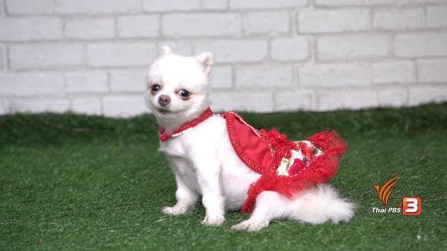 DIY ชุดน้องหมา