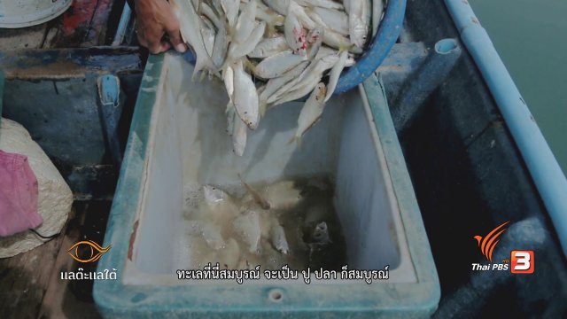 ดูหลำ วิชาฟังเสียงปลา