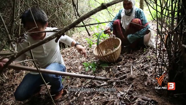 โคกสวาย ซำบายคัก