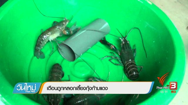 เตือนถูกหลอกเลี้ยงกุ้งก้ามแดง