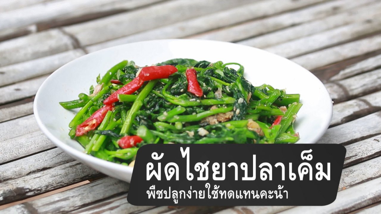 กินอยู่คือ - ผัดไชยาปลาเค็ม พืชปลูกง่ายใช้ทดแทนคะน้า