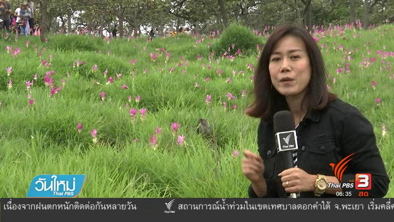 วันใหม่ ไทยพีบีเอส - นักท่องเที่ยวแห่ชมทุ่งดอกกระเจียวในรอบ 5 ปี