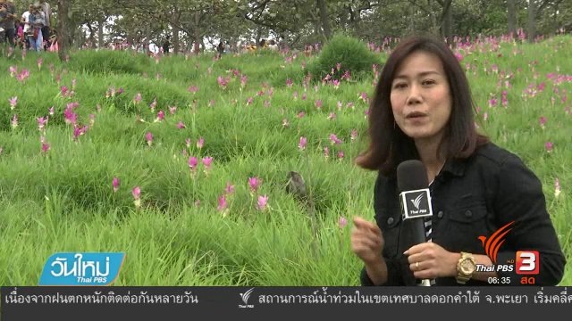 นักท่องเที่ยวแห่ชมทุ่งดอกกระเจียวในรอบ 5 ปี
