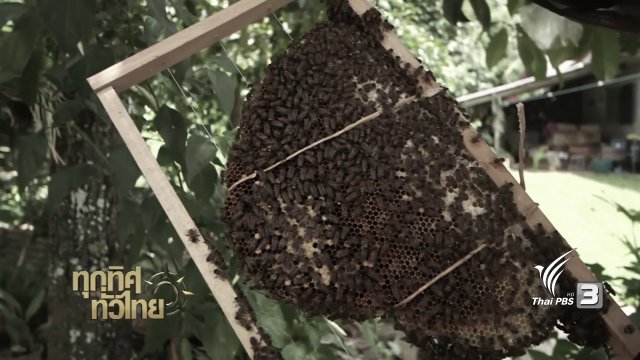 จุฑามาศ พาตะลุย : เลี้ยงผึ้งแบบเก็บน้ำผึ้งได้เกือบตลอดทั้งปี