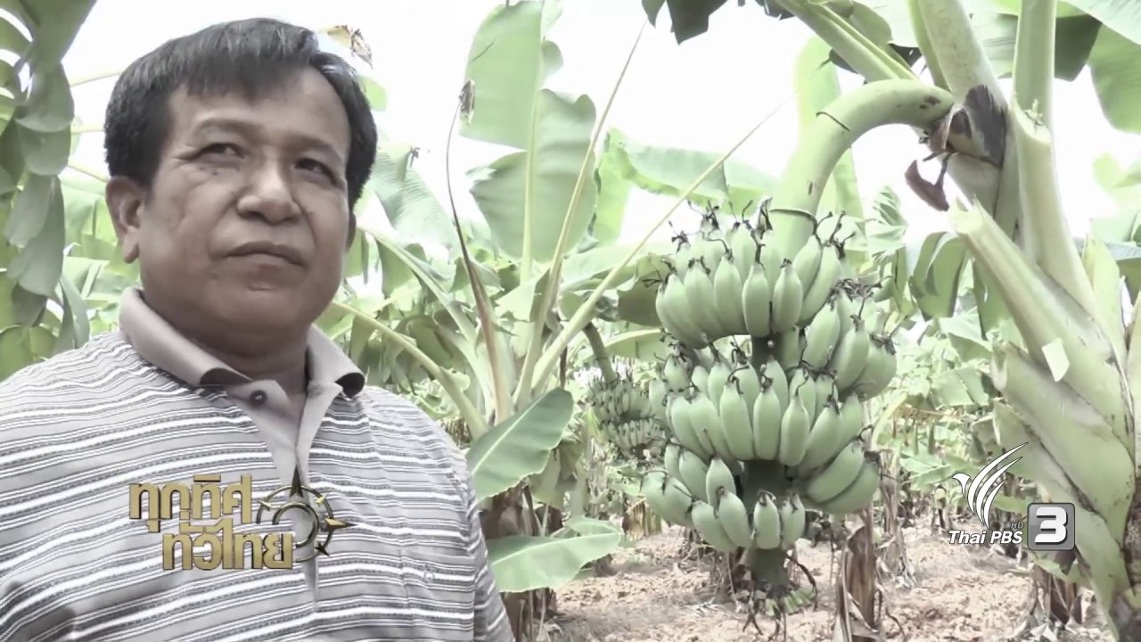 ทุกทิศทั่วไทย - ชุมชนทั่วไทย : ปลูกกล้วยน้ำว้าและแปรรูปขาย
