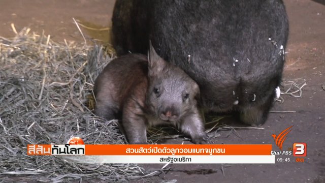 สวนสัตว์เปิดตัวลูกวอมแบทจมูกขน