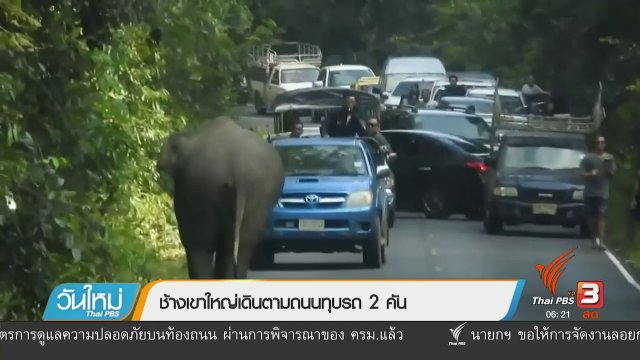 ช้างเขาใหญ่เดินตามถนนทุบรถ 2 คัน
