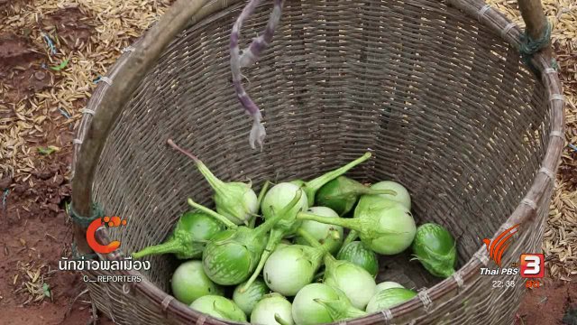 นักข่าวพลเมือง : ปลูกผักปลอดภัยลดใช้สารเคมี บ.หนองซอน จ.มหาสารคาม