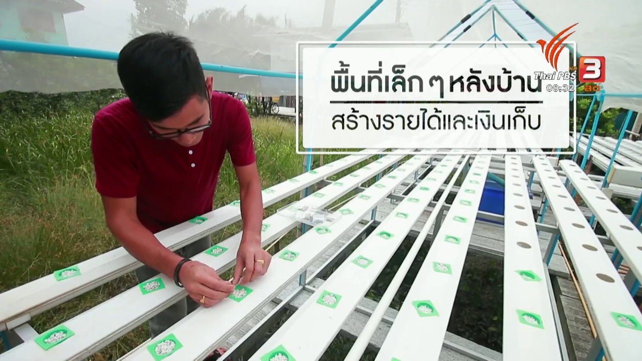 นารีกระจ่าง - เก็บเบี้ยให้ถึงล้าน : ปลูกผักหลังบ้าน