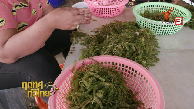 เพาะเลี้ยงสาหร่ายพวงองุ่น