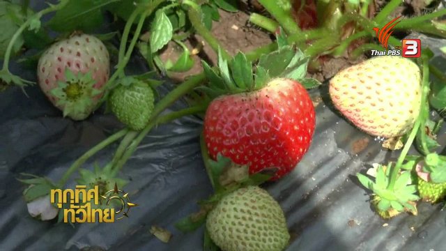 เปิดไร่ชวนเที่ยว- ชิมสตรอว์เบอร์รี จ.พะเยา