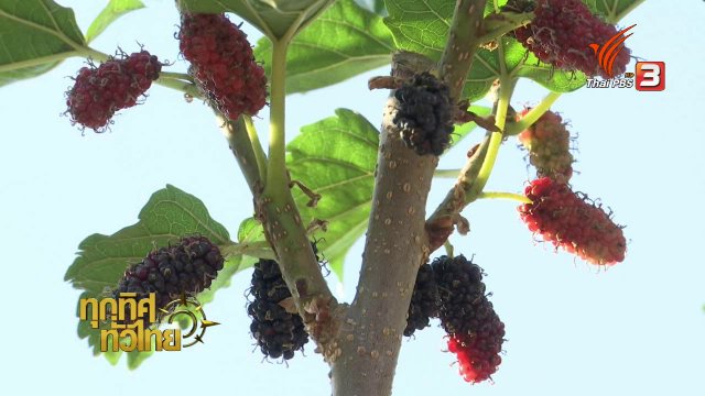 เกษตรกรยโสธรปรับตัวปลูกมัลเบอร์รีแทนมันสำปะหลัง