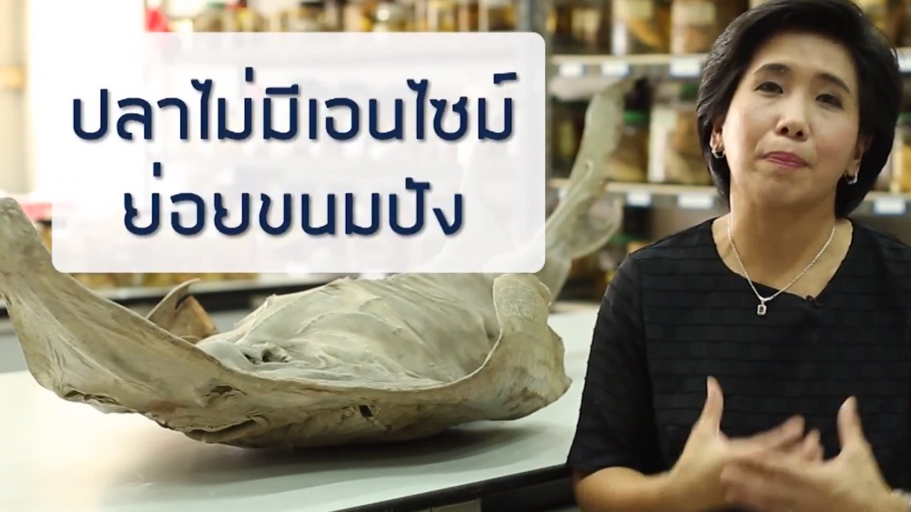 ข่าวค่ำ มิติใหม่ทั่วไทย - การให้อาหารปลาในทะเล ทำลายระบบนิเวศแนวปะการังจริงหรือไม่