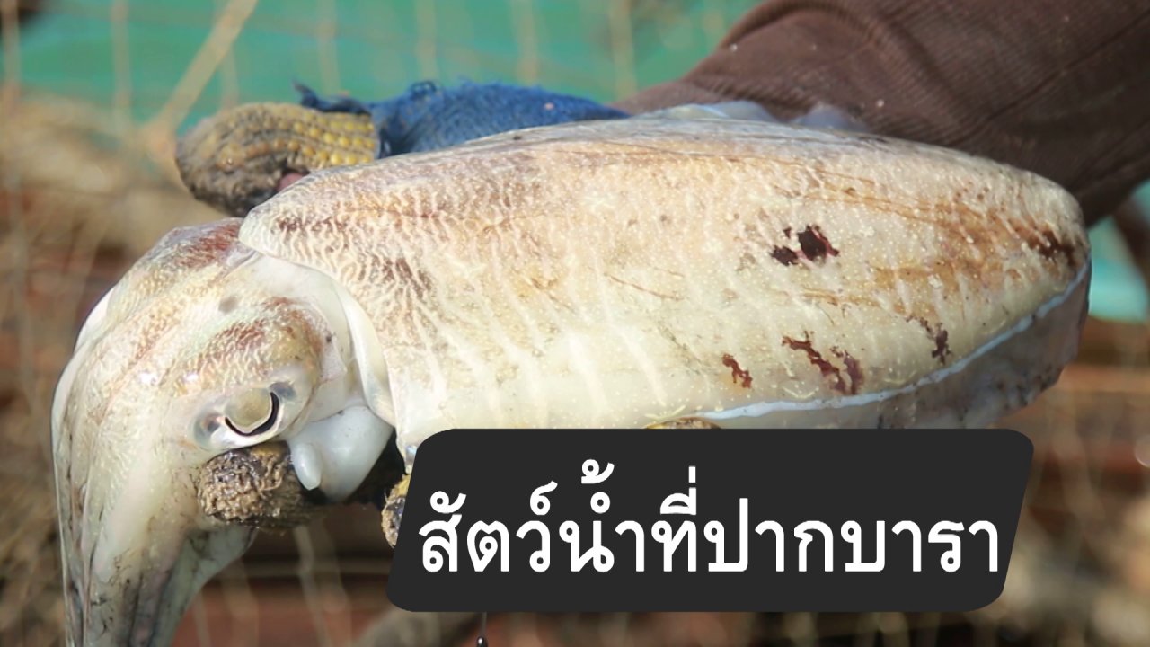 กินอยู่...คือ - สูตรลับออนไลน์ : สัตว์น้ำที่ปากบารา