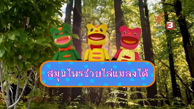 TataTitiToto ไดโนจอมป่วน - เกร็ดน่ารู้กับตาต้าตีตี้โตโต้ : สมุนไพรช่วยไล่แมลงได้