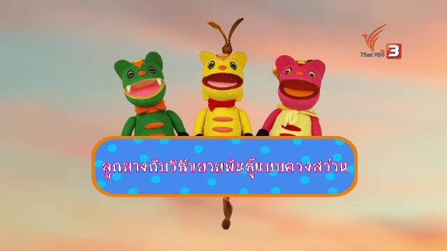 TataTitiToto ไดโนจอมป่วน - เกร็ดน่ารู้กับตาต้าตีตี้โตโต้ : ลูกยางกับวิธีขยายพันธุ์แบบควงสว่าน