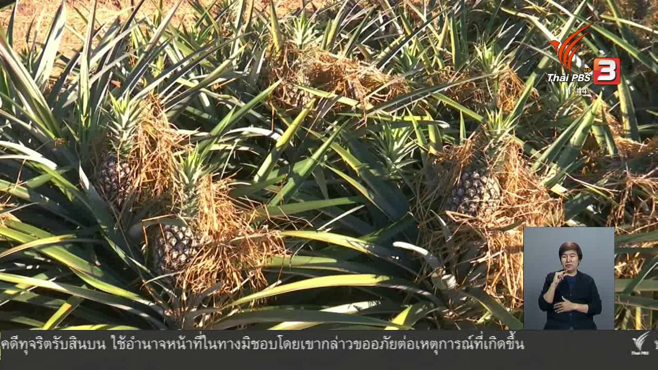 จับตาสถานการณ์ - ตะลุยทั่วไทย : สับปะรดห้วยมุ่น